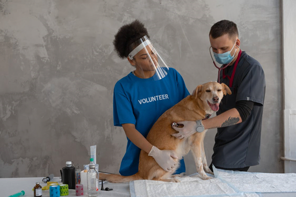 CBD Oil for Pets: Is it the Right Decision?